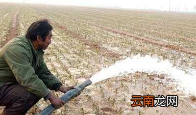 农村蒜地什么时间浇返青水