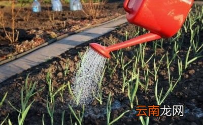 什么时候浇返青水