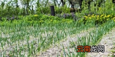 什么时候浇返青水