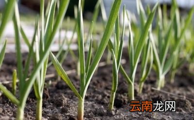 什么时候浇返青水