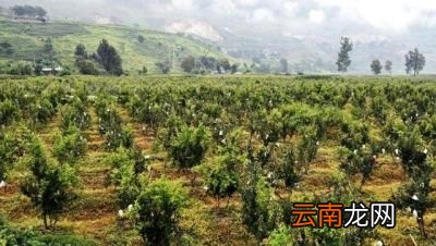 ◤软籽石榴种子繁殖方法