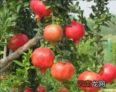 ◤软籽石榴种子繁殖方法