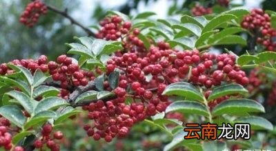 农村榨的花椒籽油有什么功效