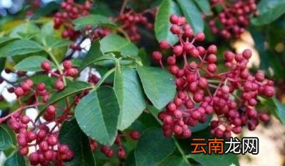 农村榨的花椒籽油有什么功效