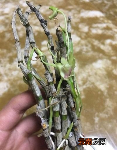 石斛的保存方法分鲜条的保存和干石斛的保存