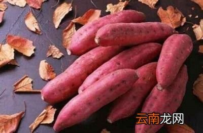 减肥期间可以吃什么主食