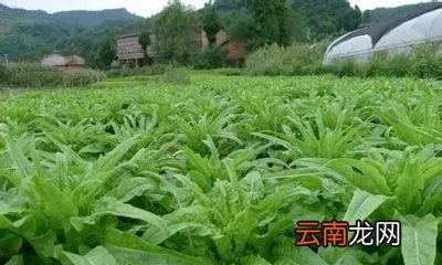农村种植的莴笋烂根大家如何想办法解决