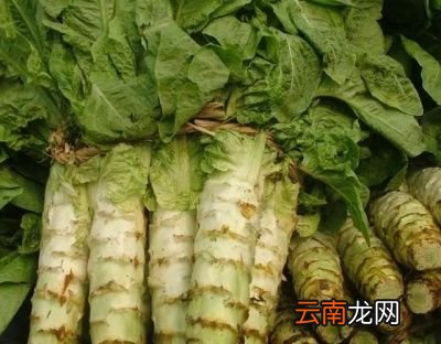 农村种植的莴笋烂根大家如何想办法解决