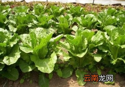 农村种植的莴笋烂根大家如何想办法解决