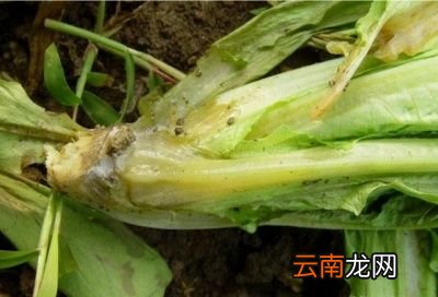 引起莴笋烂根病害的原因