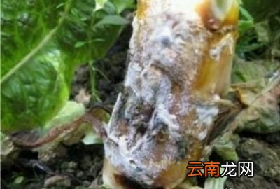 引起莴笋烂根病害的原因
