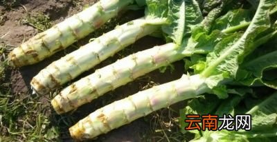 引起莴笋烂根病害的原因