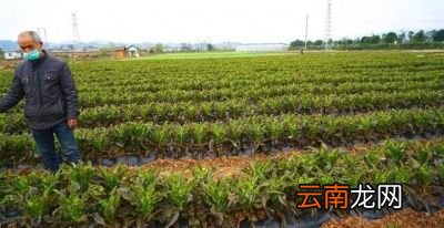 引起莴笋烂根病害的原因