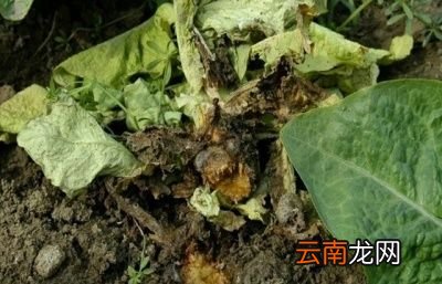 引起莴笋烂根病害的原因
