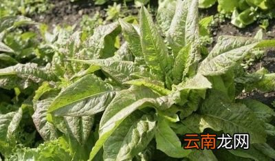 引起莴笋烂根病害的原因