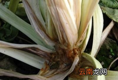 ◆莴笋烂尖烂叶烂茎的原因以及解决方法