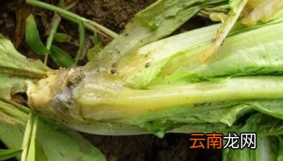 ◆莴笋烂尖烂叶烂茎的原因以及解决方法