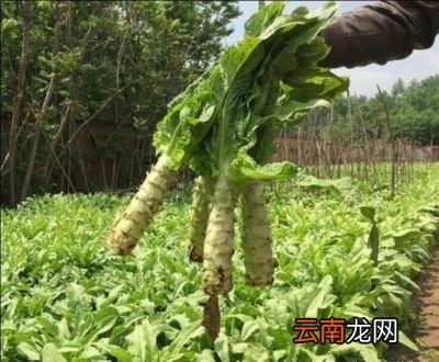 ◆莴笋烂尖烂叶烂茎的原因以及解决方法