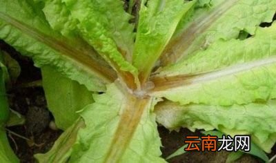 ◆莴笋烂尖烂叶烂茎的原因以及解决方法