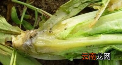 农村种植的莴笋烂根是什么问题如何解决