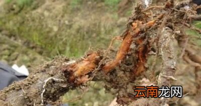 农村种植的莴笋烂根是什么问题如何解决