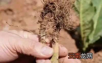 农村种植的莴笋烂根是什么问题如何解决