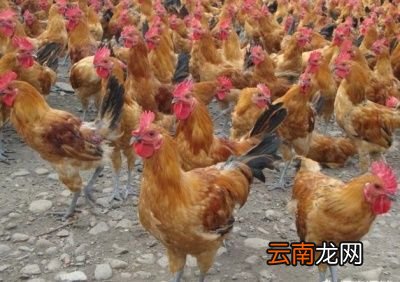 ——》土鸡怎么做才好吃呢《——