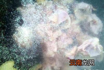 ——》土鸡怎么做才好吃呢《——