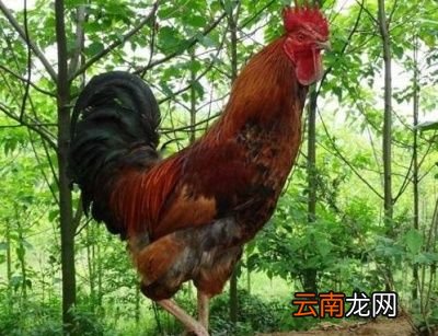 ——》土鸡怎么做才好吃呢《——