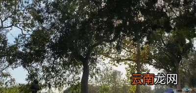 为什么慢跑这么受欢迎