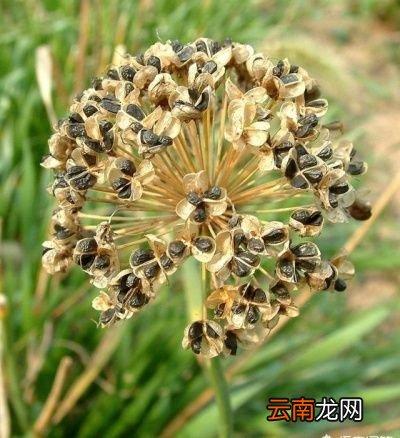 好处 吃韭菜籽对身体有哪些“作用”