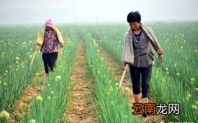 磷酸二氢钾多少时间使用一次最好