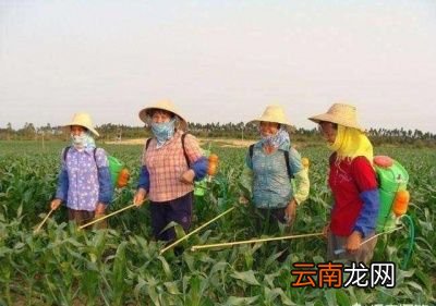 磷酸二氢钾多少时间使用一次最好