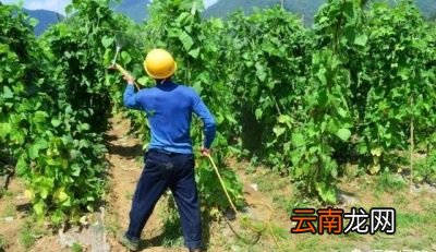 磷酸二氢钾多少时间使用一次最好