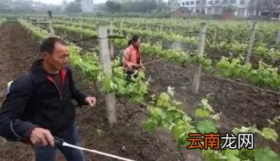花卉和农作物使用磷酸二氢钾的作用