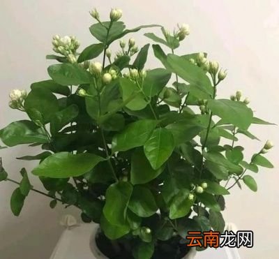磷酸二氢钾的使用方法