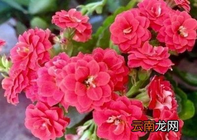 磷酸二氢钾多少天用一次
