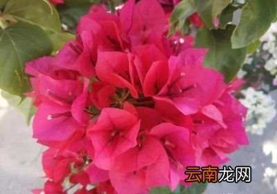 磷酸二氢钾多少天用一次