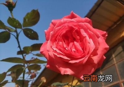磷酸二氢钾多少天用一次