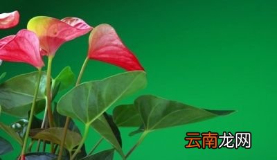 磷酸二氢钾多少天使用一次
