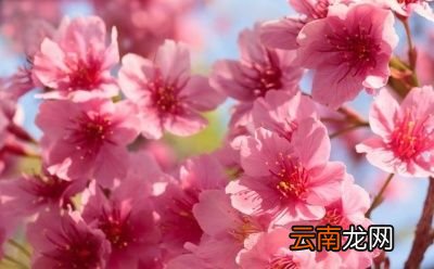 磷酸二氢钾多少天使用一次