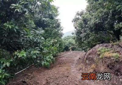 荔枝种植效益不高的原因分析