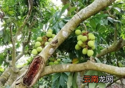 荔枝种植效益不高的原因分析