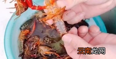 小龙虾怎么刷比较干净呢