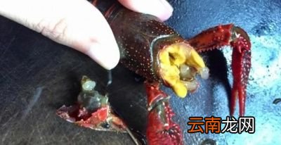 小龙虾怎么刷比较干净呢