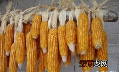 吃玉米能不能减肥