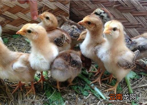 小鸡第一个月怎么养 出生一个月的小鸡吃什么？