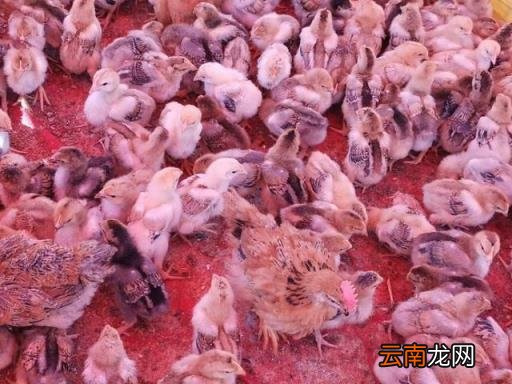 小鸡第一个月怎么养 出生一个月的小鸡吃什么？
