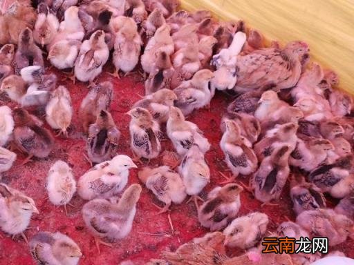 小鸡第一个月怎么养 出生一个月的小鸡吃什么？