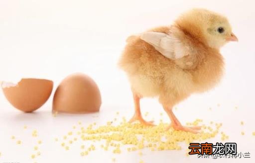 小鸡第一个月怎么养 出生一个月的小鸡吃什么？